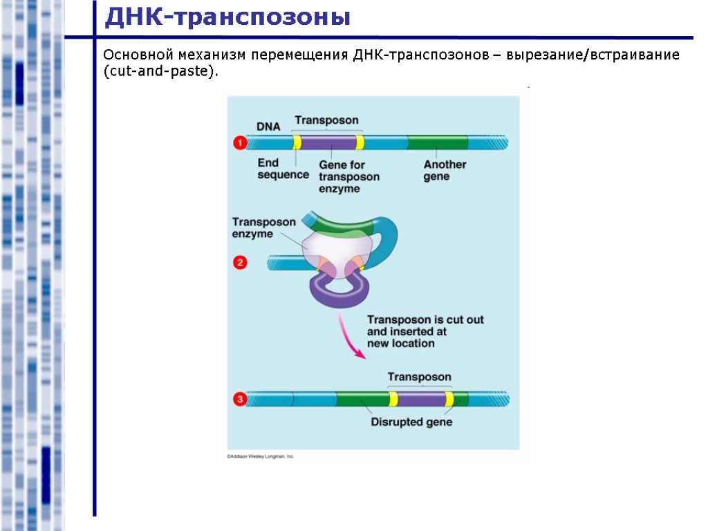 ДНК-транспозоны Основной механизм перемещения ДНК-транспозонов – вырезание/встраивание (cut-and-paste).
